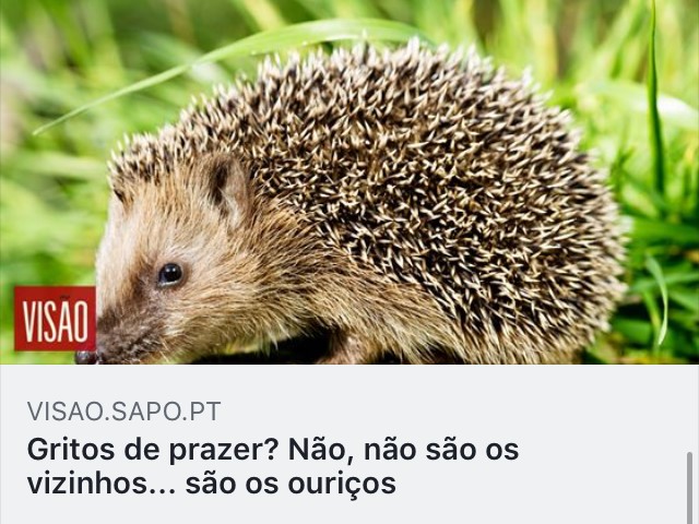 http://visao.sapo.pt/actualidade/sociedade/2019-08-06-Gritos-de-prazer--Nao-nao-sao-os-vizinhos.-sao-os-ouricos?fbclid=IwAR2oL7eNOfCEkpqAUyu6p_c49mAnPFwnd5rLWI6Gg2pbAmq3A9sFQvccQHY