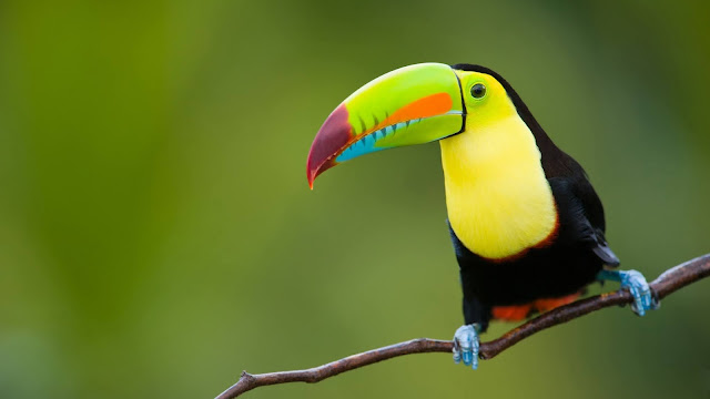 Toucan HD Wallpaper