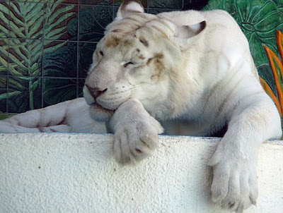 White tigers have a genetic condition