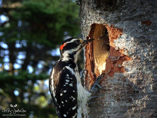 Woodpecker Feeding Young