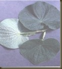 clip_image001