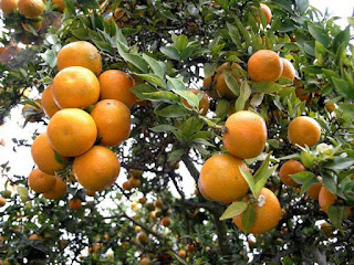 Wild Orange Fruit Pictures
