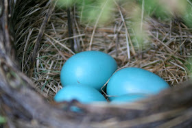 Life in motion: robin eggs (Focus on Life, week 17) :: All Pretty Things