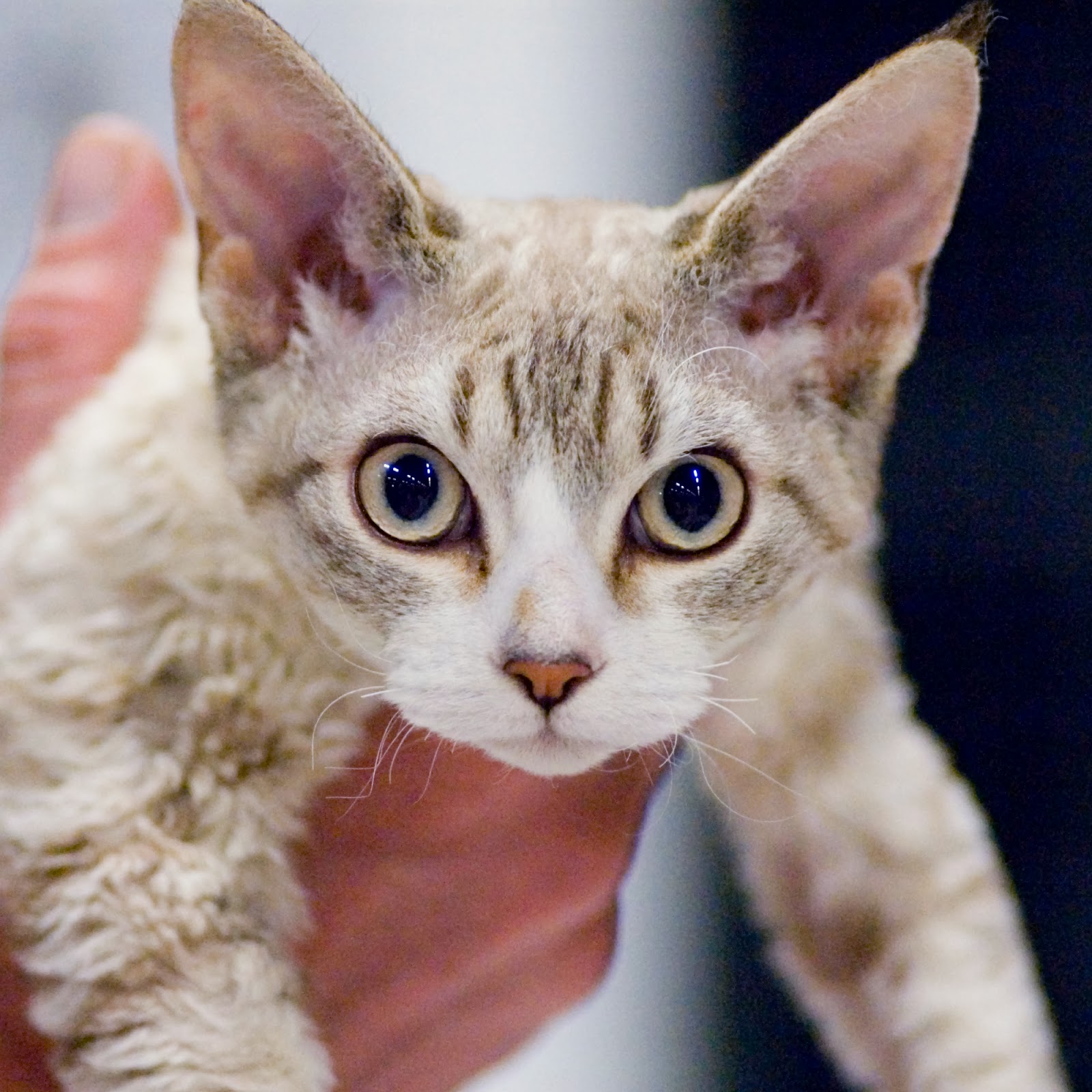 Health Problems in Devon  Rex  Cats  Annie Many