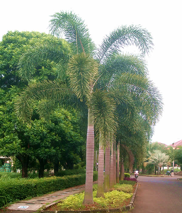 Palm Landscaping Ideas