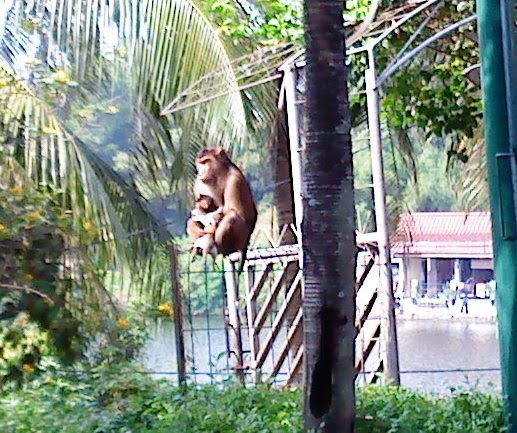 Tony et Alternative World: Tamed Monkeys in Cibubur