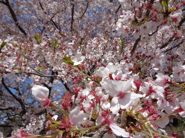 弥生の館むきばんだのソメイヨシノ桜