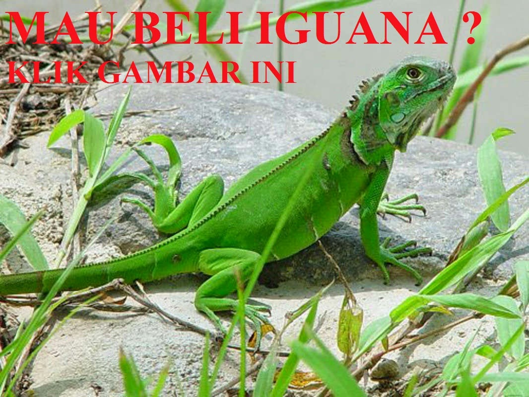 iguana jual beli