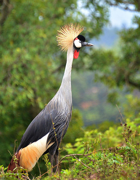 Burung jenjang mahkota abu-abu