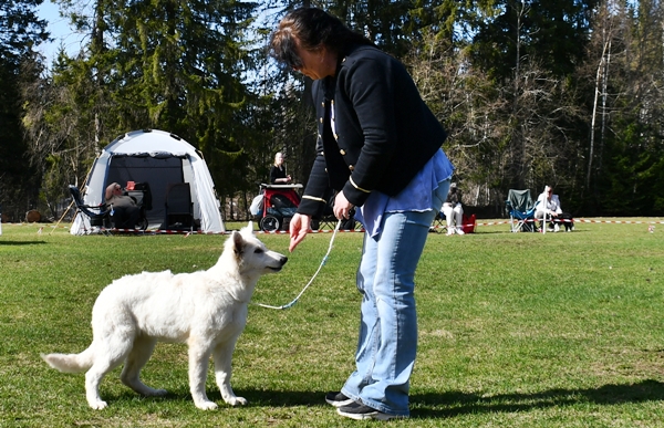 utstilling valpeshow hvit gjeterhund