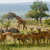 Mikumi National Park Tanzania