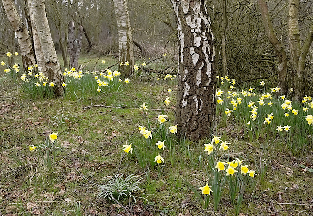 Clumps of daffodils growing beneath silver birch trees