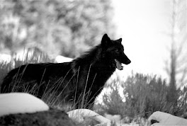 Wolf Wallpapers 11