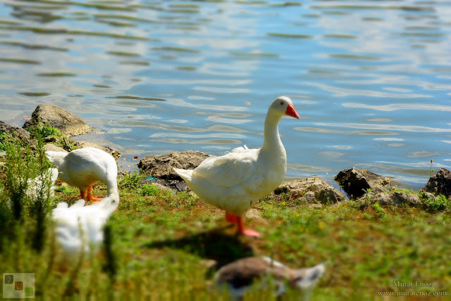 Bahçeşehir Park Gölet - Bahçeşehir Göleti - Bahçeşehir Gölet Alanı - Bahçeşehir Gölet Parkı