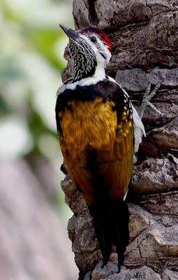 "Black-rumped Flameback - Dinopium benghalense , clinging to a date palm tree."