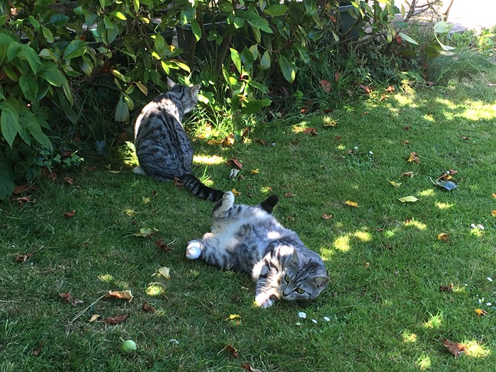 11 Under the Apple Tree 2 Lily Rolling 25-6-18