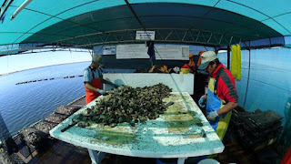 INVIERTE GOBIERNO DEL ESTADO 3.4 MDP EN EXTENSIONISMO PARA PESCA Y ACUACULTURA