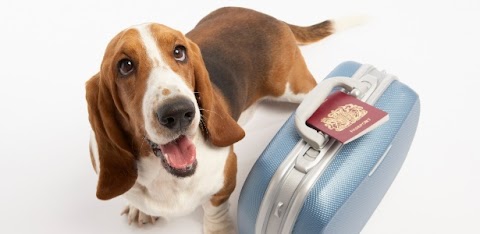 Aberto a animais de estimação, hotel dos EUA oferece serviços de médium para cães