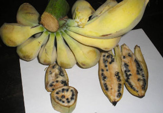 Bananas com sementes