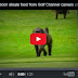 Baboon steals food from Golf Channel camera crew during tournament