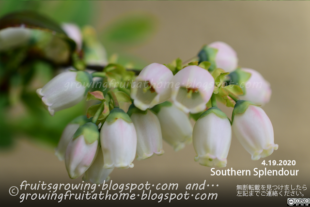 ブルーベリー サウザンスプレンダーの開花 Blueberry Southern Splendour