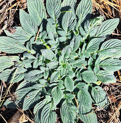 Silvery green leaves of a Silverleaf Phacelia radiate across the ground covering the entire image