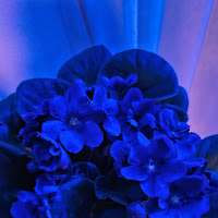 Violet