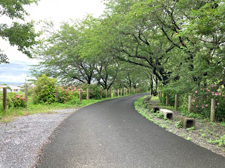 本戸輪中堤　あじさいロード　岐阜県安八郡