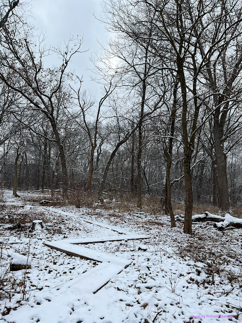 A plank path joyfully winds through the arbors at Kuechmann Arboretum.