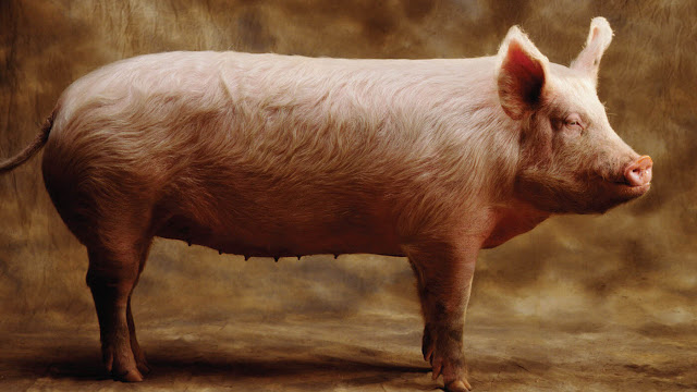peppa pig edible image