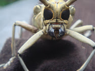 Serangga Berwajah Alien