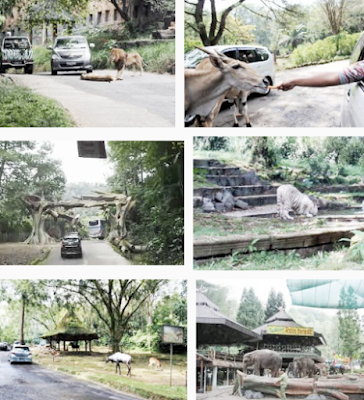 Objek Wisata Taman Safari Indonesia di Cisarua Bogor 
