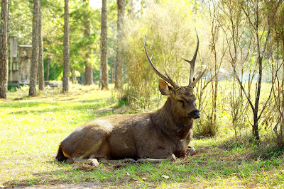 Venado en el bosque