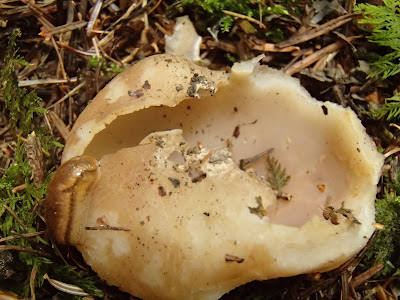 Sarcosphaera coronaria koronica ozdobna