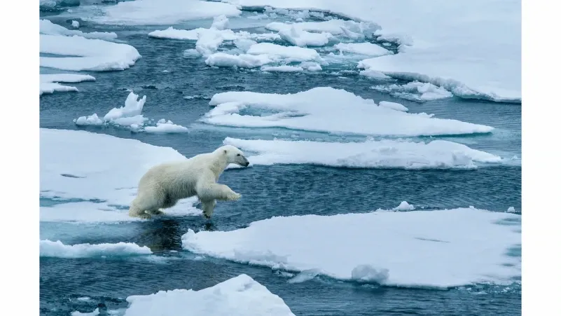 الدببة القطبية، أيقونات المناخ