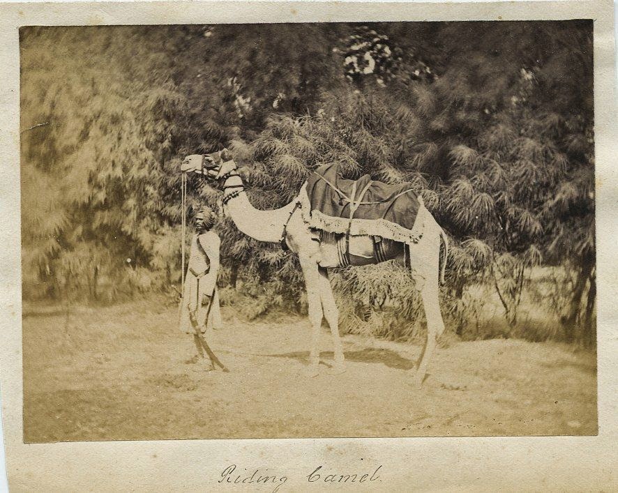 An Indian Man Leading A Camel - c1870's