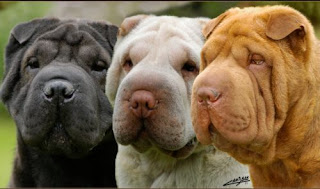 El shar pei también tiene una variedad de colores de pelaje. Un perro puede ser rojo, arena, azul, negro e incluso crema.