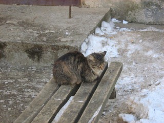 Benched Little Beggar Kitty