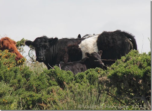 16-beltie
