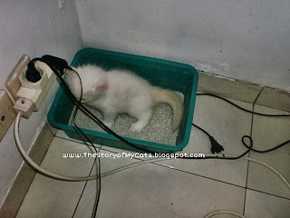 cara agar kitten bisa poop di litter box