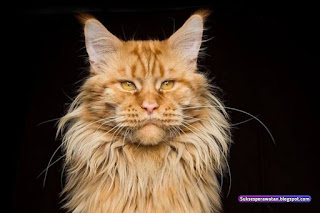 maine coon cats