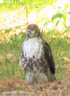 Red-tailed Hawk