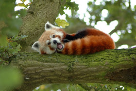 40 Adorable red panda pictures (40 pics), red panda on the tree yawning
