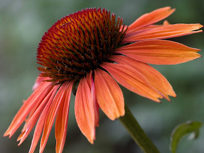 Flores del campo VI (7 beautiful colors flowers)