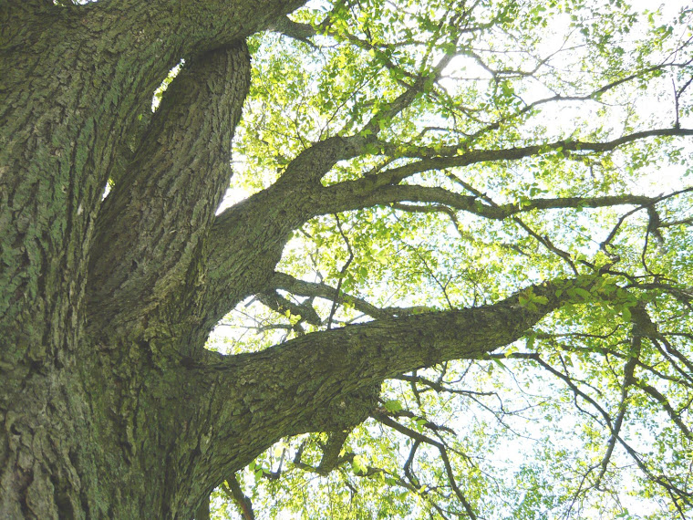 american elm tree bark. american elm tree bark