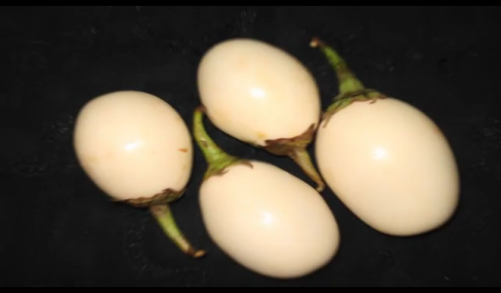 Frutas en forma de huevos de gallina de  solanum ovigerum o planta ponedora