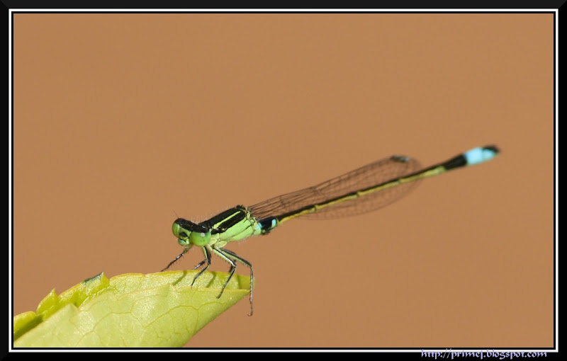 Damselfly