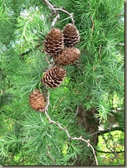 4573-larix-kaempferi