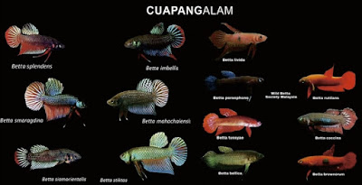 Mengenal Cupang Alam (Wild Betta) yang Eksotis dan Bernilai Jual Tinggi