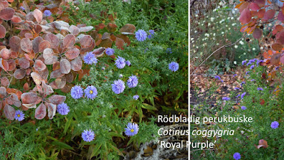 Oktoberaster  Aster dumosus 'Lady in Blue'